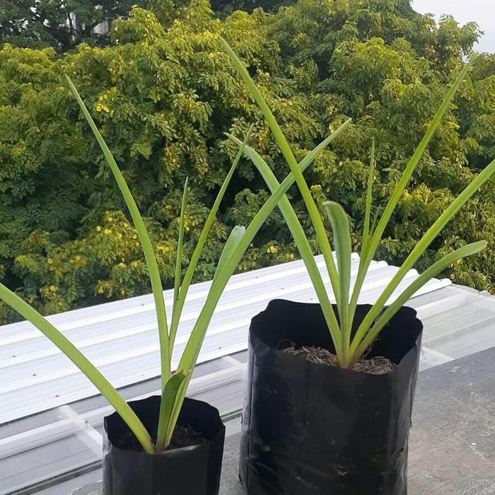 Thinkerbelllll Pohon Sedap Malam, Bibit Bunga Sedap Malam, Tanaman Hidup Sedap Malam