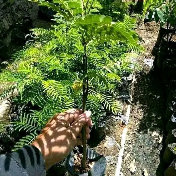 

bibit petai padi unggul *