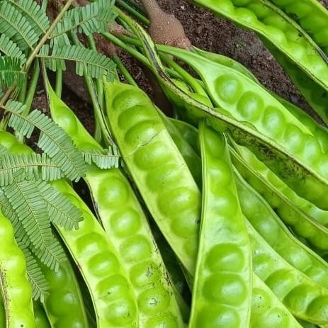 

Petai Pete Enak Per 10 Lonjor *