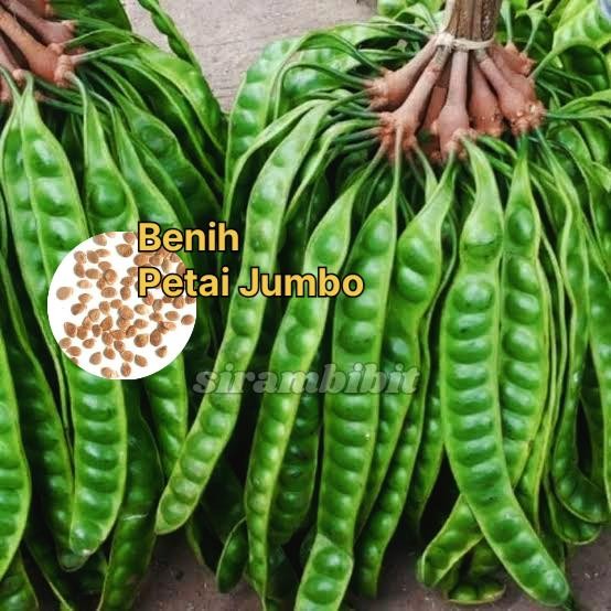 

Benih Petai Model Okulasi Terkini (BBT Petai) - Kualitas Teaik *