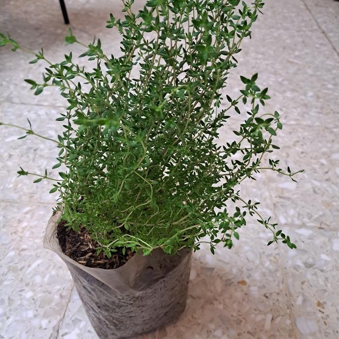 

TodayFre3sH- Tanaman herbal thyme/ bumbu masak/rempah