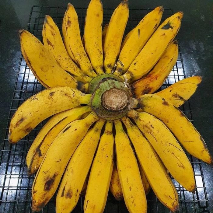 

PastikanDikirimLgsg- PISANG RAJA BULU / SISIR