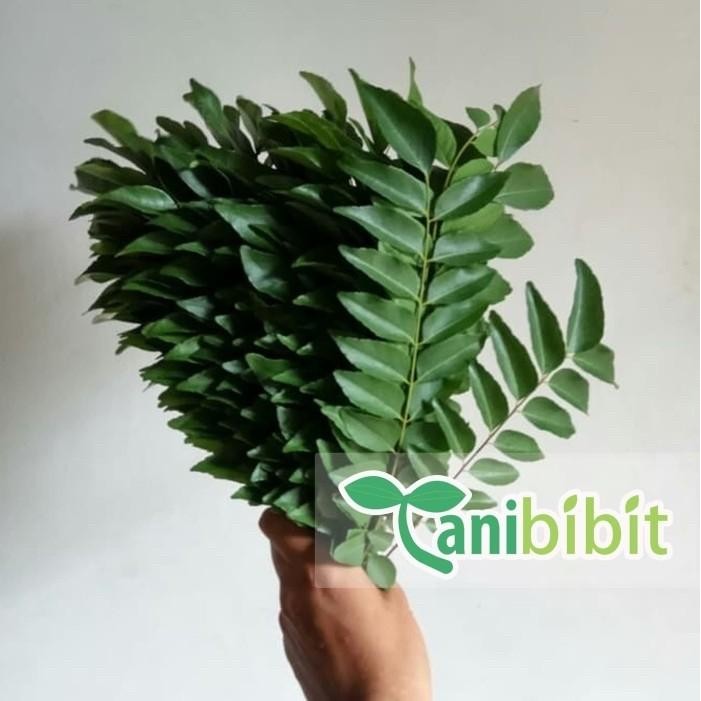 

PastikanDikirimLgsg- Daun Kari - Salam Koja - Temuru Segar - 1kg