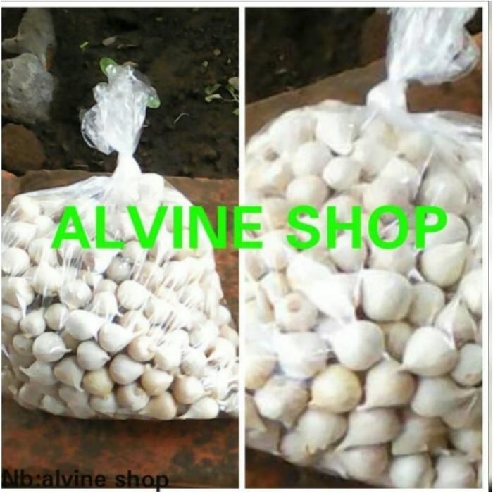 

New bawang putih tunggal/bawang lanang