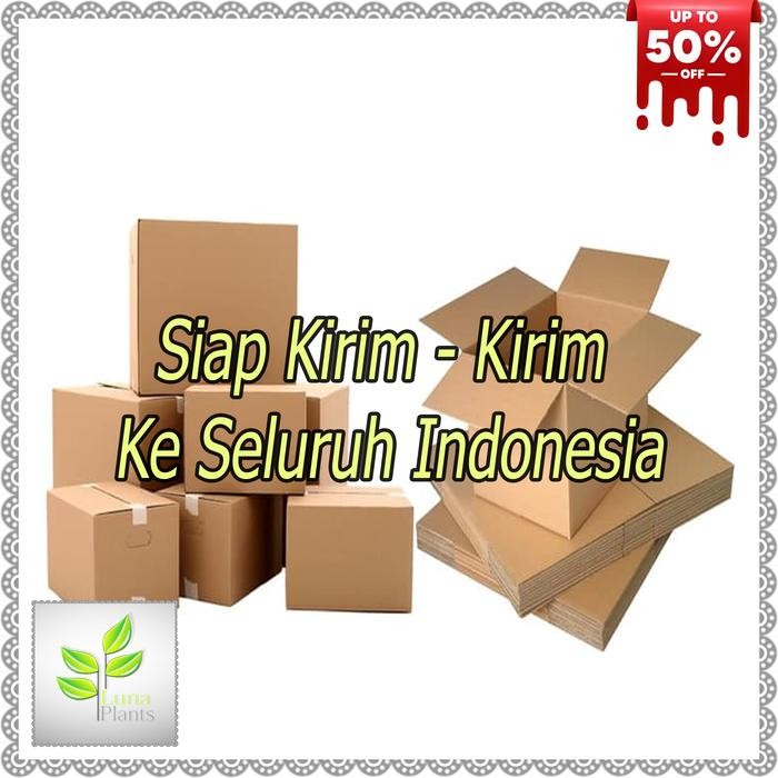 Evergreeeen Tanaman Hias Karet Kebo - Beringin Karet Kebo - Pohon Karet Kebo