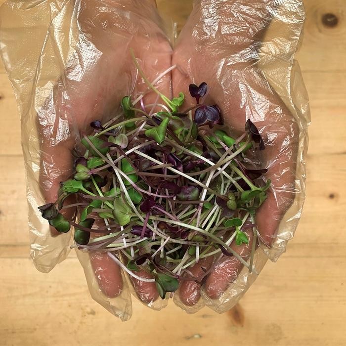 

BnyKBonusBelidiMari- Salad Microgreens - Single Color Radish 50gr