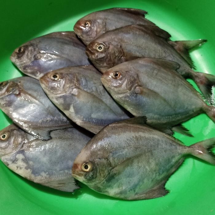 

PastiFreShNya- bawal laut sedang isi 8