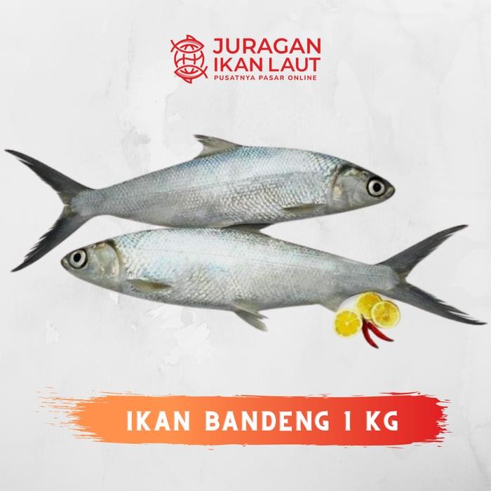 

PastiFreShNya- Ikan Bandeng Segar Fresh Berkualitas - 1 Kilogram