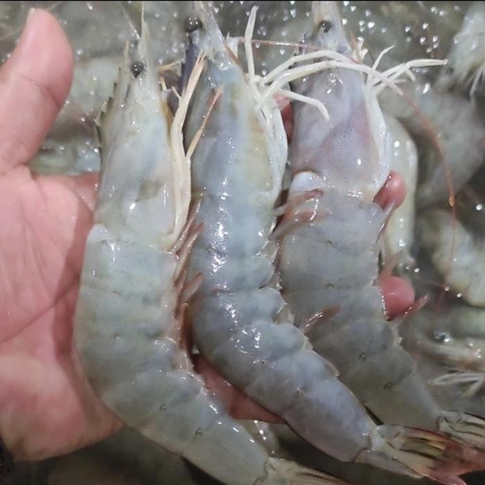 

PastiFreShNya- Udang Vaname Super Jumbo Segar 1Kg