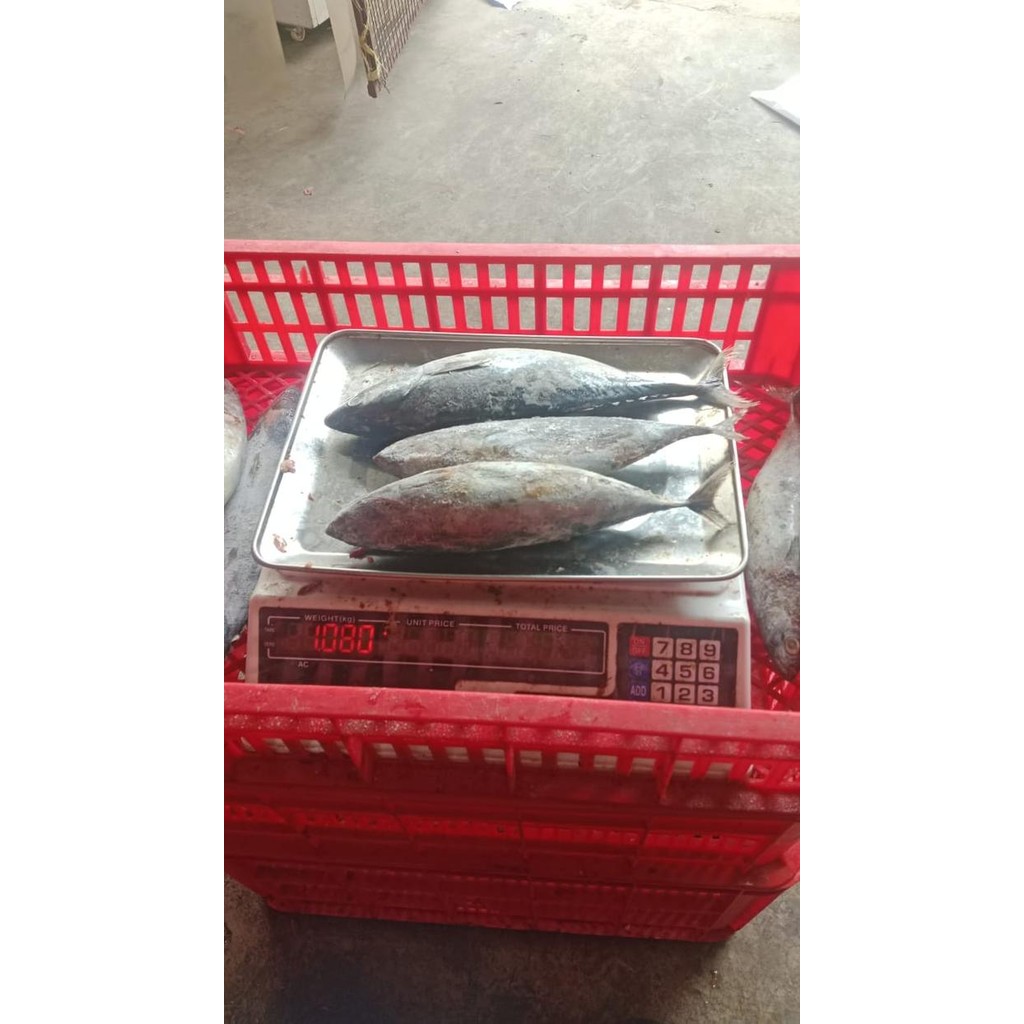 

PastiFreShNya- ikan tongkol 1kg 21rb/ikan laut/frozen/ikan laut premium