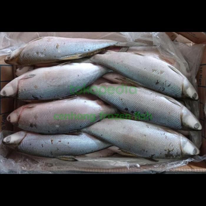 

PastiFreShNya- ikan bandeng utuh(Frozen&Fresh)