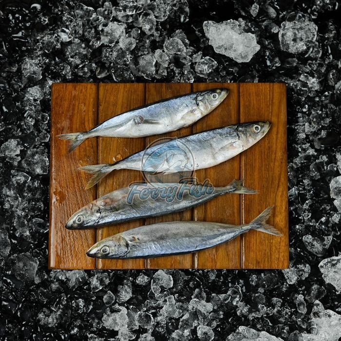 

PastiFreShNya- Ikan Kembung Banjar / Ikan Kembung 500 Gram