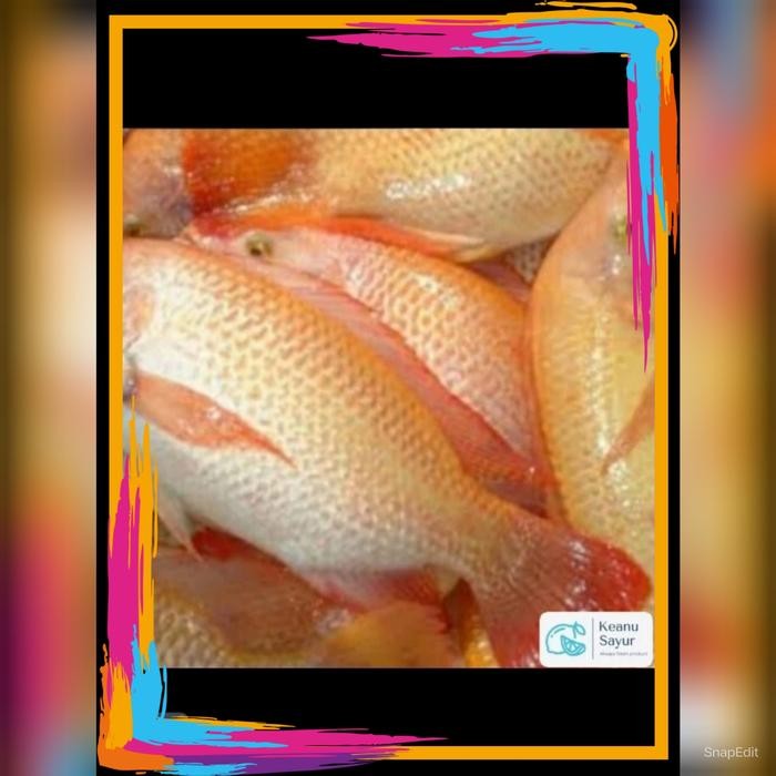 

PastiFreShNya- ikan nila segar (1 kg)