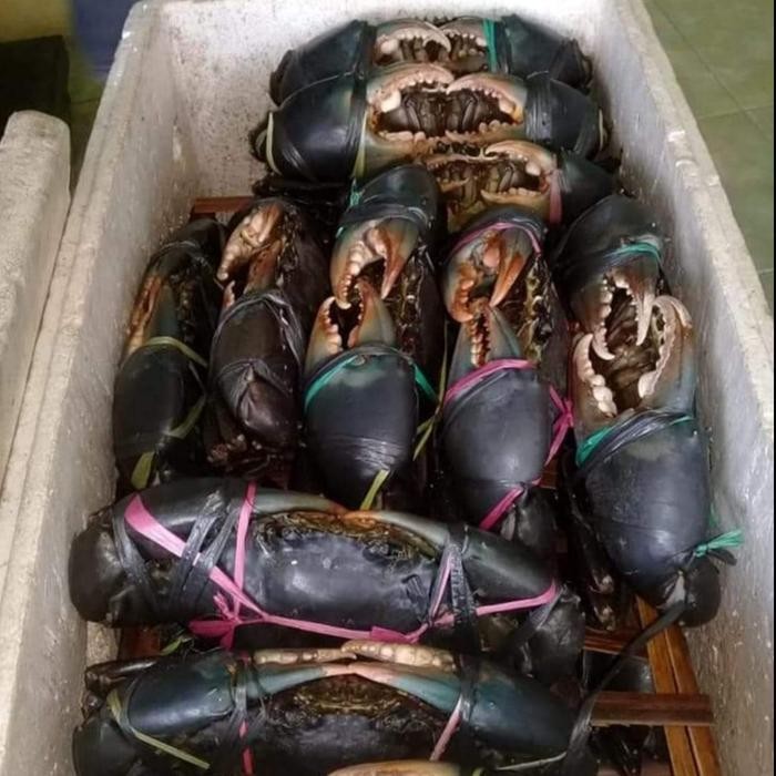 

PastiFreShNya- kepiting fresh hidup super 500 gram