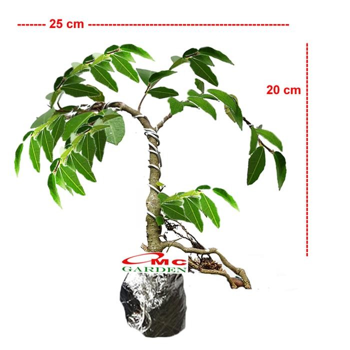 Terlaris Bonsai Bonsae Beringin Amplas Putih Ficus Ampelas 001