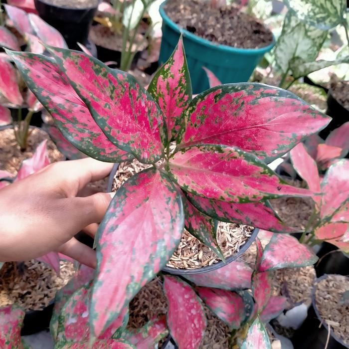 Terlaris aglaonema Ruby Garuda merah/tanaman hias