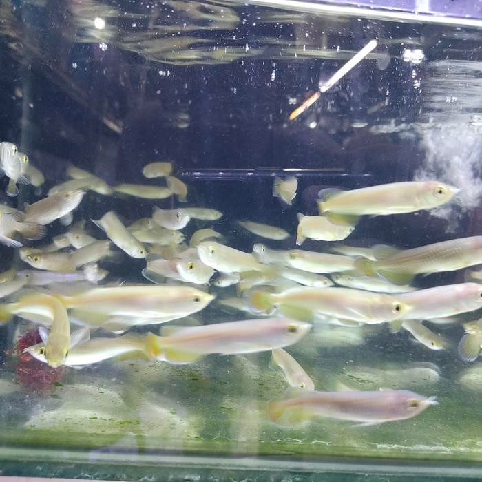 ikan arwana jardini irian papua Terlaris