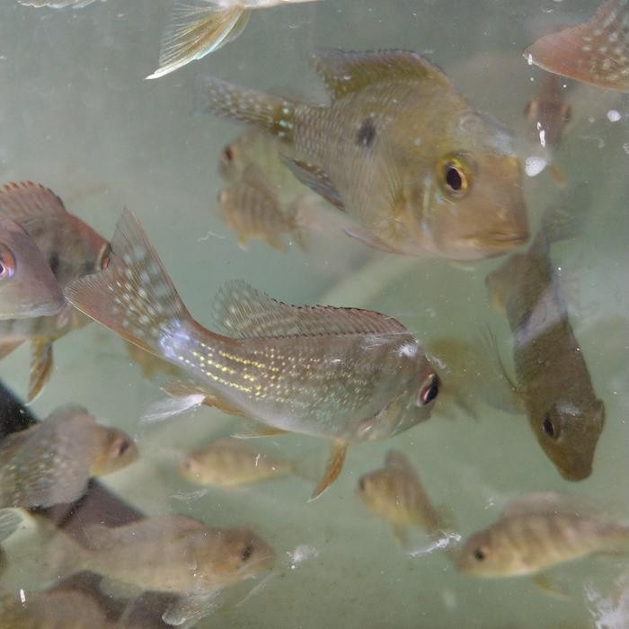 Amour Petshop Geophagus Red Head Tapajos Rht