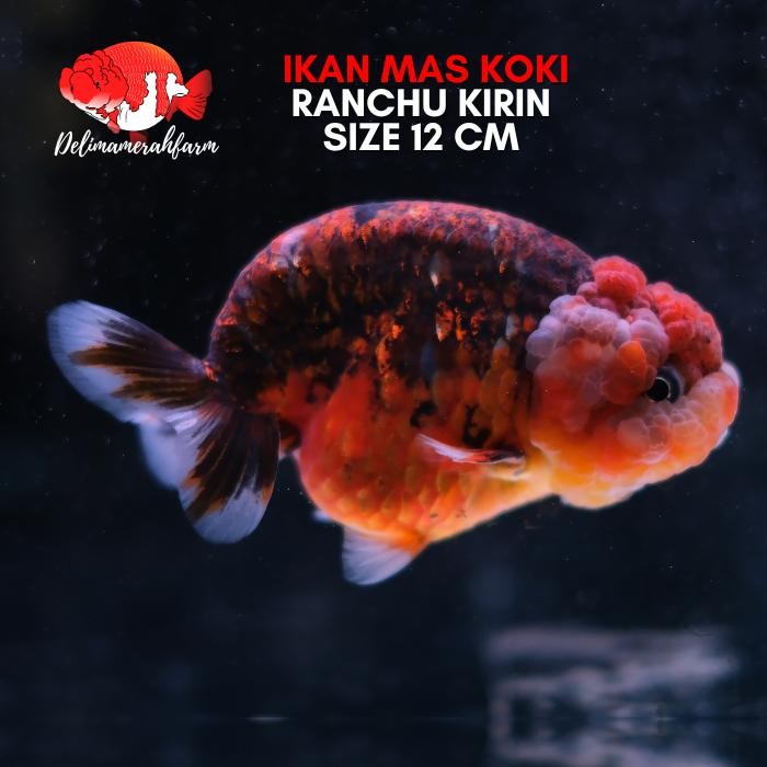 Amour Petshop Goldfish Ranchu Rare Color Bluebase Calico Size 12 Cm Kirin
