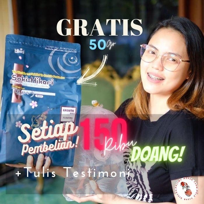 Pawfect Grooming Ikan Mas Koki Demekin Calico Size 9 Cm Import Quality Bergaransi