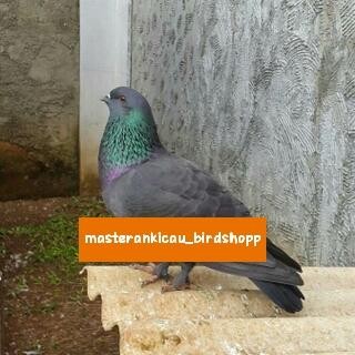 Pawfect Grooming Burung Merpati Hias Sungut Jawa Sepasang Produksi