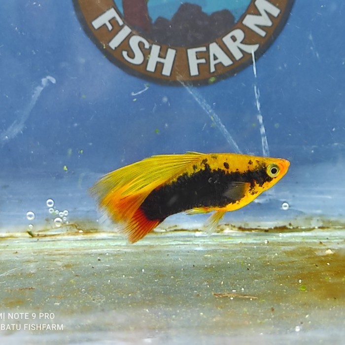 (Expert) Ikan Platy Hawai/ Variatus Cendrawasih