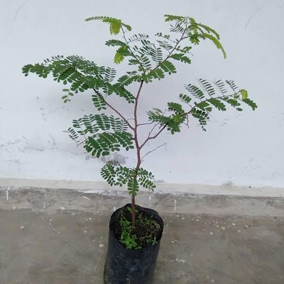 PREMIUM Bibit Pohon Asam Jawa - Tanaman Asem Jawa - Bibit bahan Bonsai