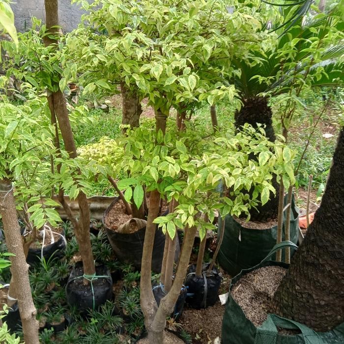 PREMIUM Bonsai anting Putri bonsai taman anting Putri