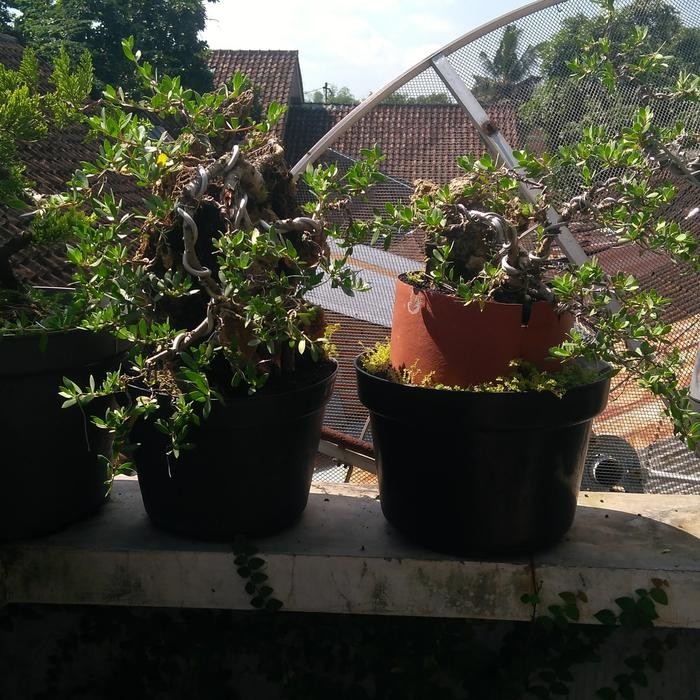 PREMIUM bonsai santigi karang dongkelan sudah hidup