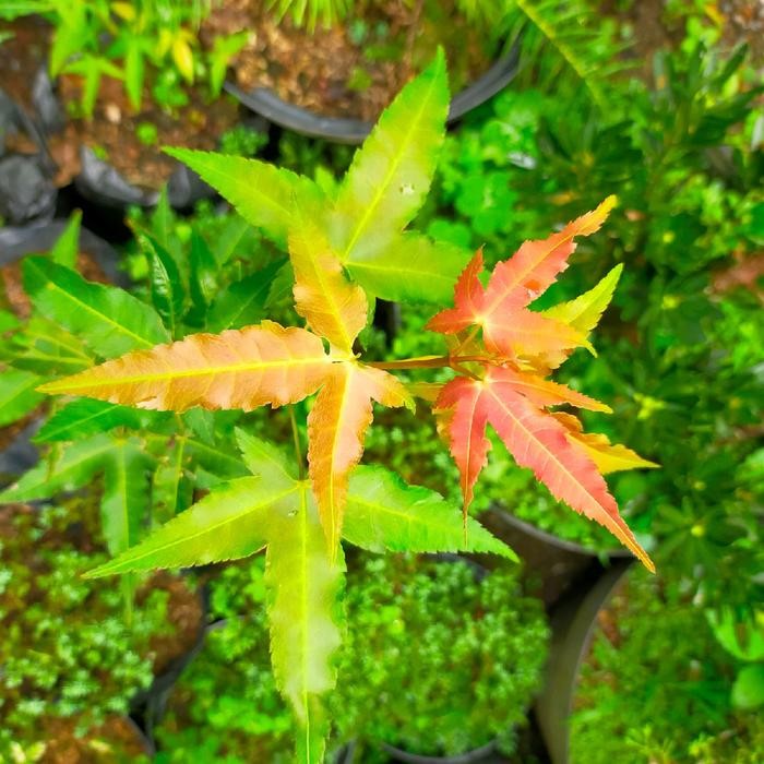 PREMIUM Artificial Pohon Green Maple ASLI/ Artificial Pohon Maple Hijau Bisa dibuat Bonsai