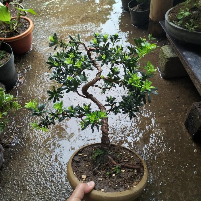 PREMIUM lohansung mutiara bonsai jadi