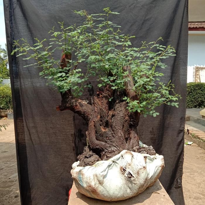 PREMIUM bahan bonsai Klampis ireng arabika