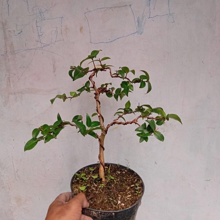 PREMIUM bonsai dewandaru sianto bidara murmer