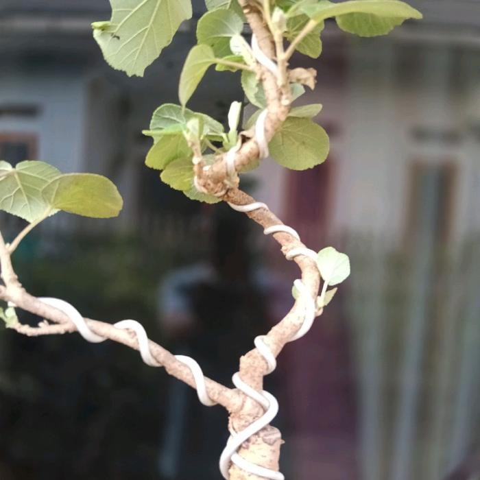 PREMIUM Bonsai waru jepang gerak dasar meliuk ekstrem