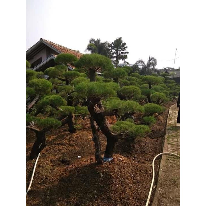 PREMIUM BONSAI CEMARA UDANG/BONSAI CEMARA
