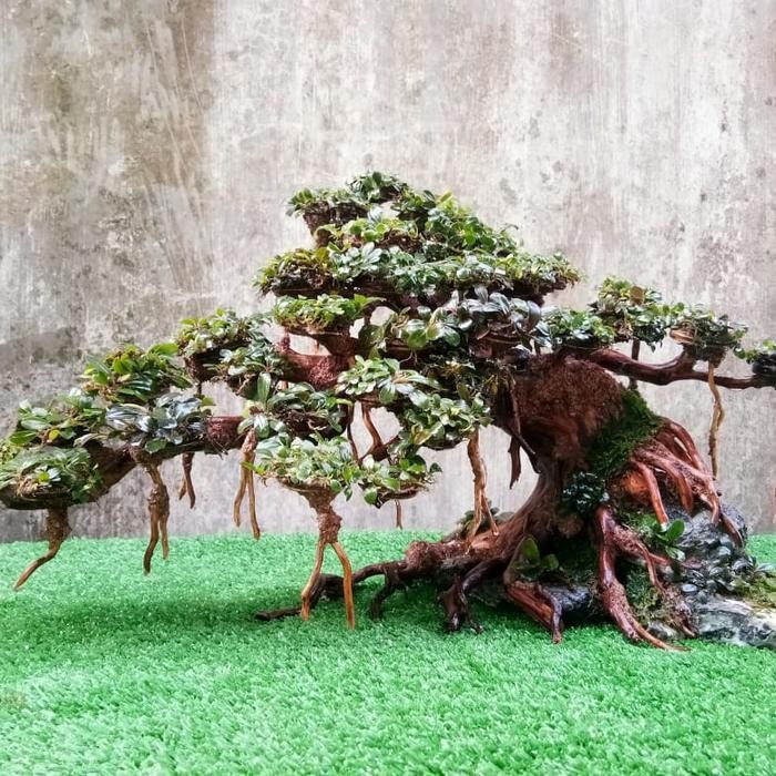 PREMIUM bonsai aquascape jumbo cantik 50 cm