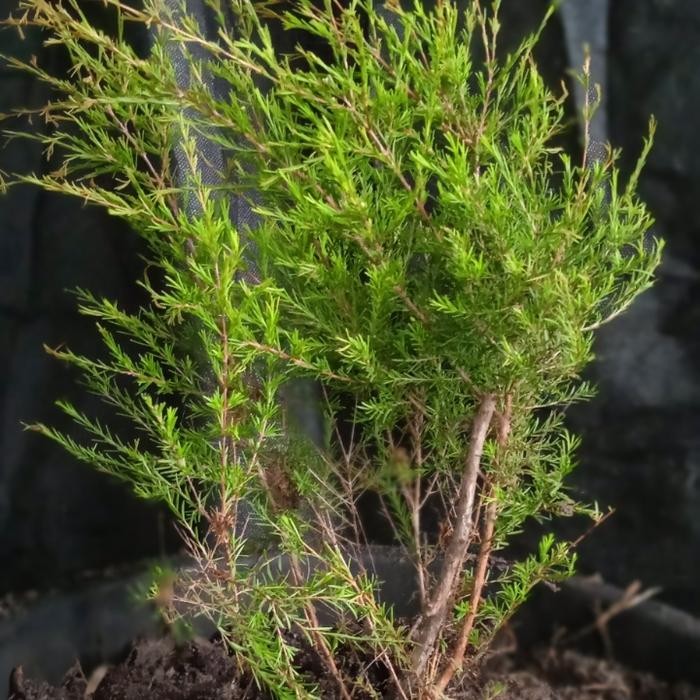 PREMIUM bahan bonsai cucur atap ready