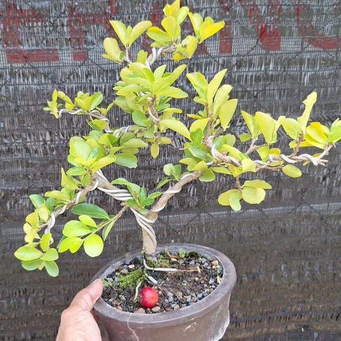 PREMIUM Bonsai Mame Sianci