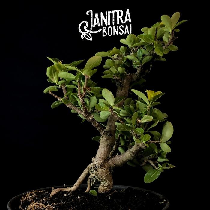 PREMIUM Bonsai sianci jadi siap pajang