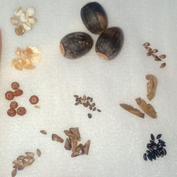 PREMIUM Paket 10 Jenis Biji Import Untuk Bonsai/ Paket Biji Bonsai Import