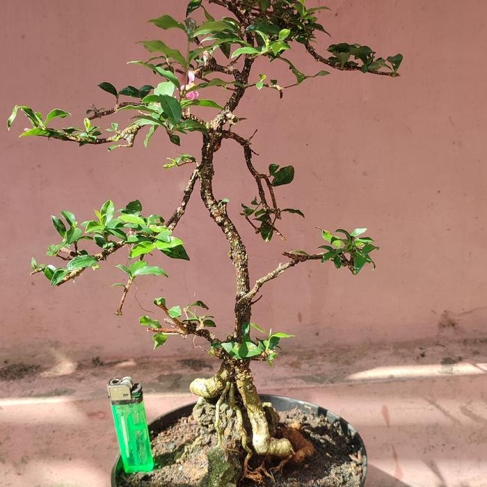 PREMIUM bonsai sakura mikro on the rock