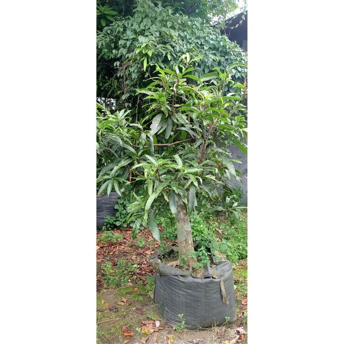 PREMIUM Pohon bonsai mangga Miyazaki