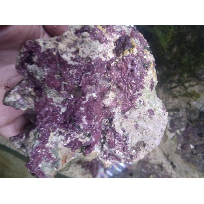 Pawretty- LIVE Rock / Batu Karang Hidup - Setting Akuarium Laut