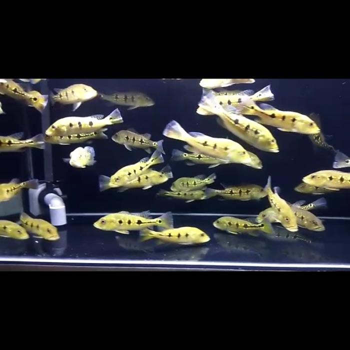 Pawretty- peacock bass orinoco pure