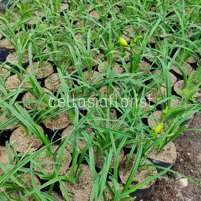 Ready Tanaman Hias Bunga Lily Bangkok Kuning (Sudah Berbunga)