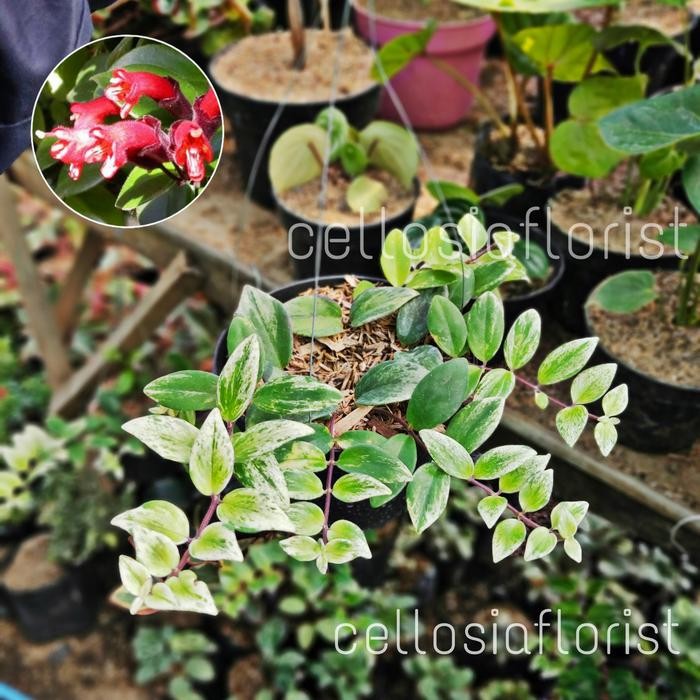 Ready Tanaman Hias Gantung Lipstik Varigata