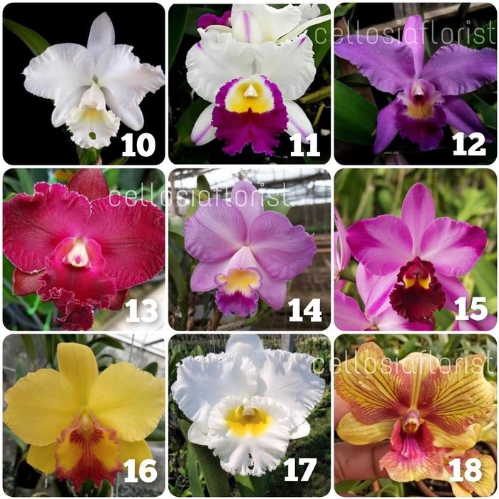 Ready Bibit Anggrek Botol Cattleya / Anggrek Botolan