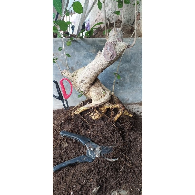 Bonsai Serut Besar Berkarakter Sudah Subur Realpict