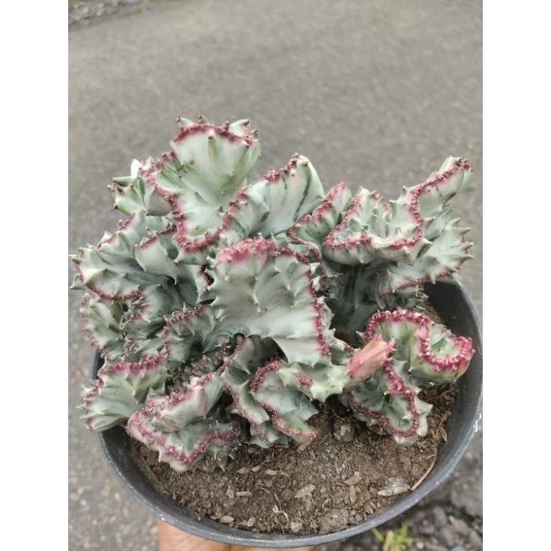 Euphorbia Lactea White Gost/ Kaktus Cristata Putih Ukuran Besar pot 17