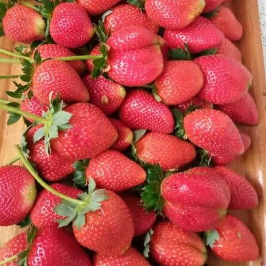 (Expert) Bibit Strawberry Juba ( Original Jumbo x Bali )